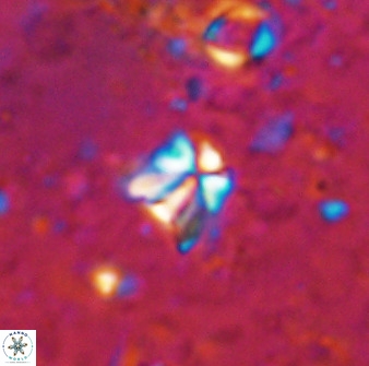 Sphenolithus chamilos 49284