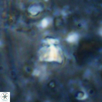 Sphenolithus chamilos 49288