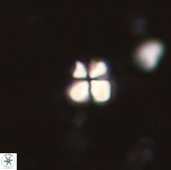 Sphenolithus chamilos 58666