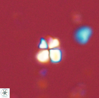 Sphenolithus chamilos 58667