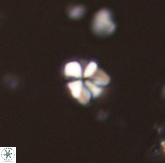 Sphenolithus chamilos 58669