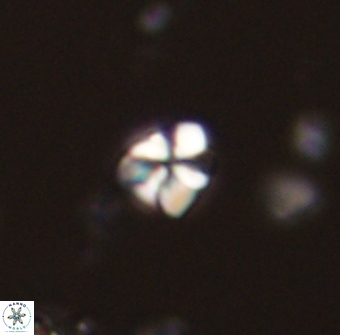 Sphenolithus chamilos 58673
