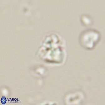 Sphenolithus chamilos 58676