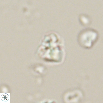 Sphenolithus chamilos 58676