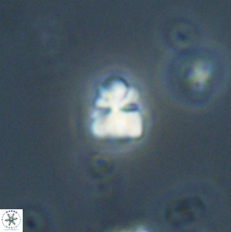 Sphenolithus chamilos 58678