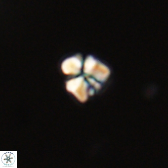 Sphenolithus chamilos 67433