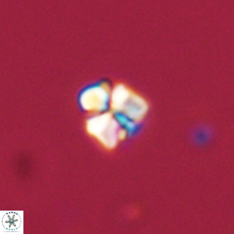 Sphenolithus chamilos 67434