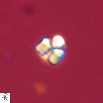 Sphenolithus chamilos 67435