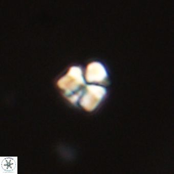 Sphenolithus chamilos 67436