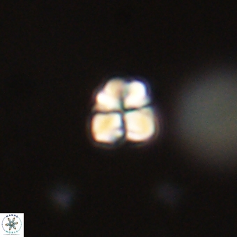 Sphenolithus chamilos 67437