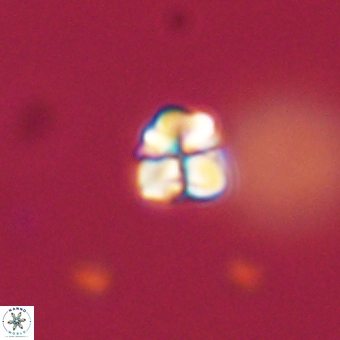 Sphenolithus chamilos 67438