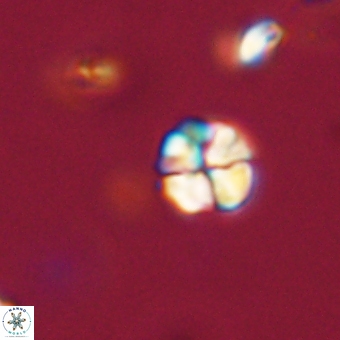 Sphenolithus chamilos 67439