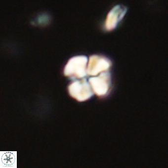Sphenolithus chamilos 67441