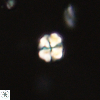 Sphenolithus chamilos 67442