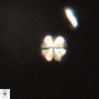 Sphenolithus chamilos 67445