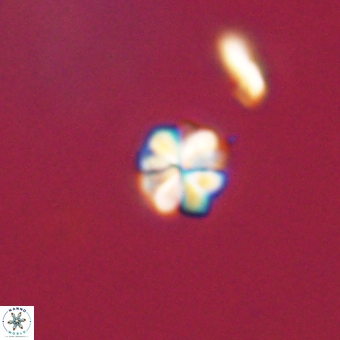 Sphenolithus chamilos 67448