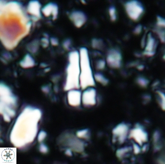 Sphenolithus cubaensis 2005