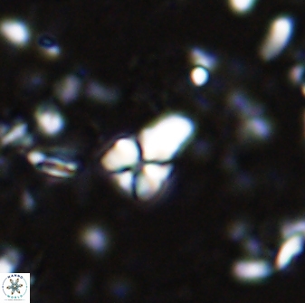 Sphenolithus anarrhopus 42846