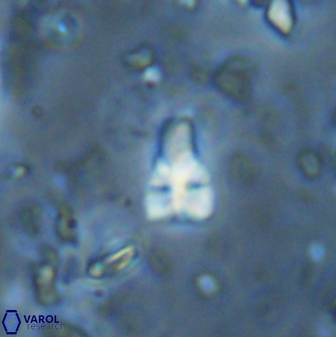 Sphenolithus anarrhopus 42849