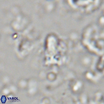 Sphenolithus anarrhopus 43041