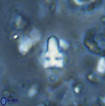 Sphenolithus anarrhopus 43043