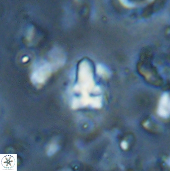 Sphenolithus anarrhopus 43043