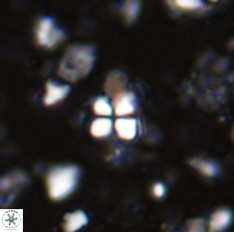 Sphenolithus anarrhopus 43035