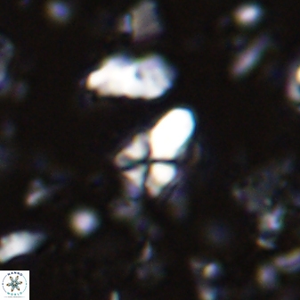 Sphenolithus anarrhopus 43039