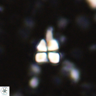 Sphenolithus anarrhopus 43120