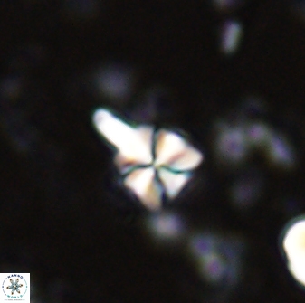 Sphenolithus anarrhopus 43121