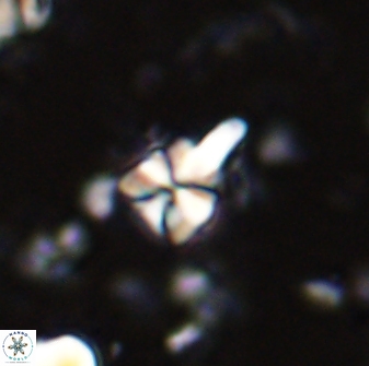 Sphenolithus anarrhopus 43124