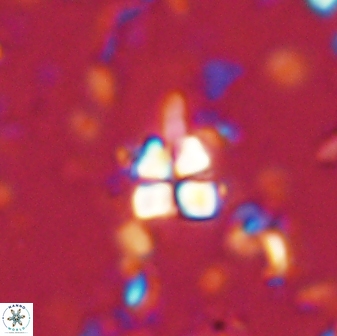 Sphenolithus anarrhopus 43126