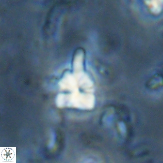 Sphenolithus anarrhopus 43129