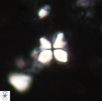 Sphenolithus anarrhopus 60700