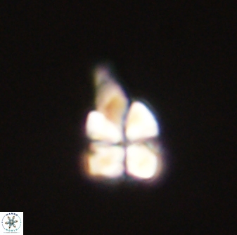 Sphenolithus anarrhopus 61272