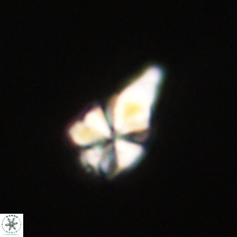 Sphenolithus anarrhopus 61279