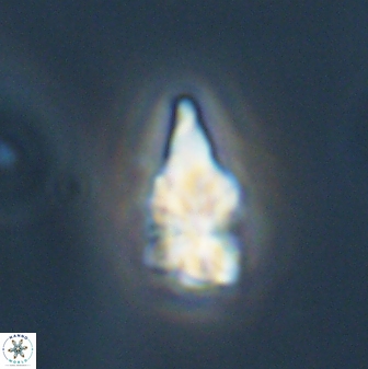 Sphenolithus anarrhopus 61283
