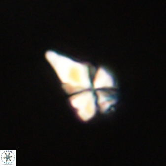Sphenolithus anarrhopus 61280