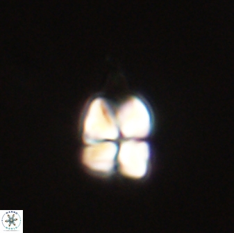 Sphenolithus anarrhopus 61289