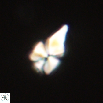 Sphenolithus anarrhopus 61293