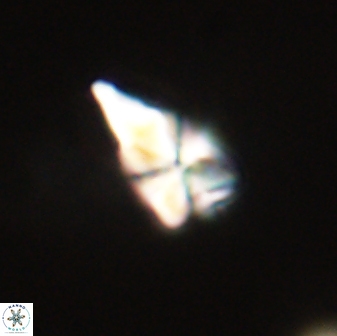 Sphenolithus anarrhopus 61290