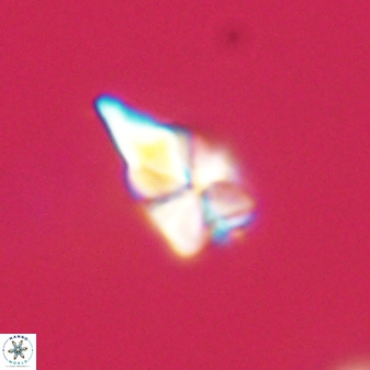 Sphenolithus anarrhopus 61291