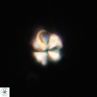 Sphenolithus anarrhopus 61294