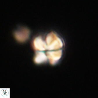 Sphenolithus anarrhopus 61298