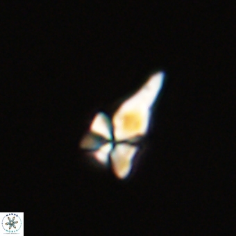 Sphenolithus anarrhopus 67964