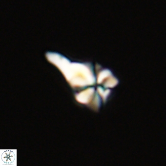 Sphenolithus anarrhopus 67968
