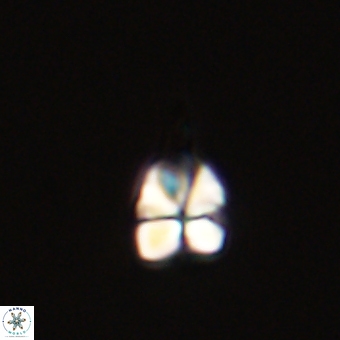 Sphenolithus anarrhopus 67969