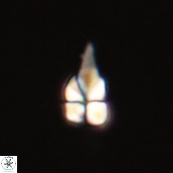 Sphenolithus anarrhopus 67972