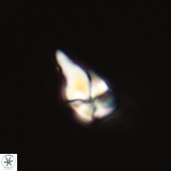 Sphenolithus anarrhopus 67977