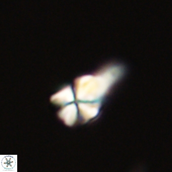 Sphenolithus anarrhopus 67976